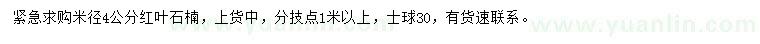 求購米徑4公分紅葉石楠
