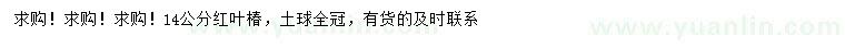求購14公分紅葉椿