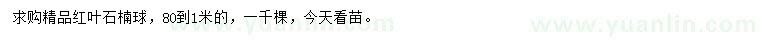求購0.8-1米紅葉石楠球