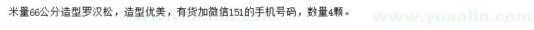 求購米徑66公分造型羅漢松