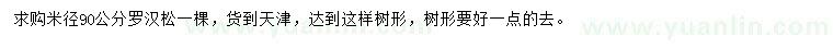 求購米徑90公分羅漢松