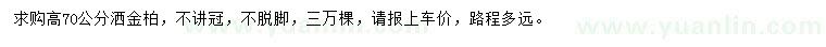 求購高70公分灑金柏