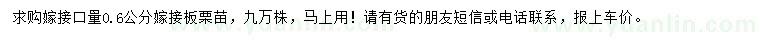 求購嫁接口量0.6公分嫁接板栗苗