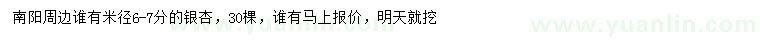 求購米徑6-7公分銀杏