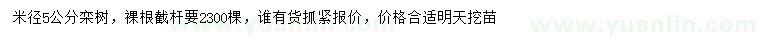 求購(gòu)河米徑5公分欒樹(shù)