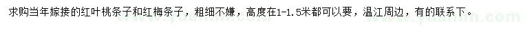 求購當年嫁接紅葉桃條子、紅梅條子
