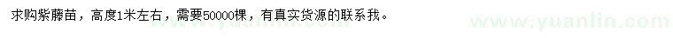 求購高度1米左右紫藤苗