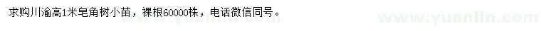 求購高1米皂角樹小苗