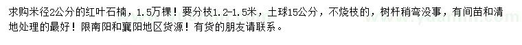 求購米徑2公分紅葉石楠