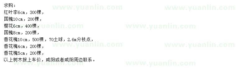 求購紅葉李、國槐、櫻花等