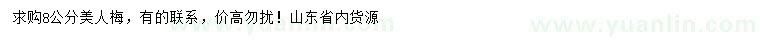 求購8公分美人梅