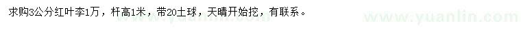 求購3公分紅葉李
