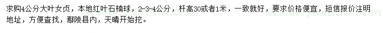 求購(gòu)4公分大葉女貞、本地紅葉石楠球