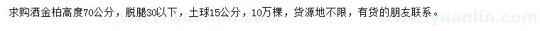 求購(gòu)高度70公分灑金柏