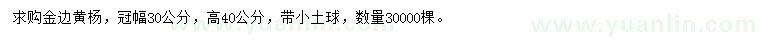 求購高40公分金邊黃楊