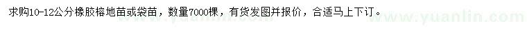 求購10-12公分橡膠榕