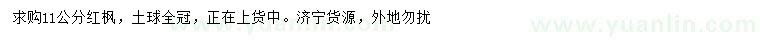 求購11公分紅楓
