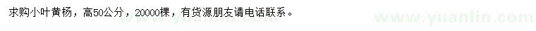 求購高50公分小葉黃楊