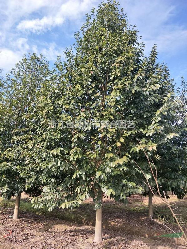 供應冷杉樂昌含笑紅楓櫻花梅花等