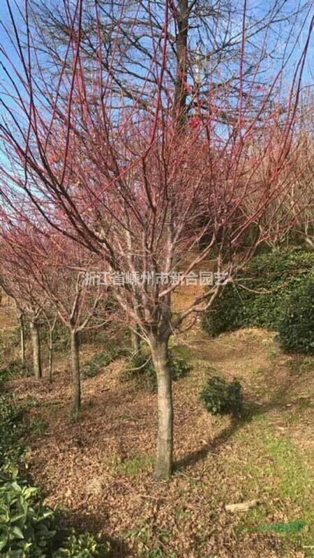 供應冷杉樂昌含笑紅楓櫻花梅花等