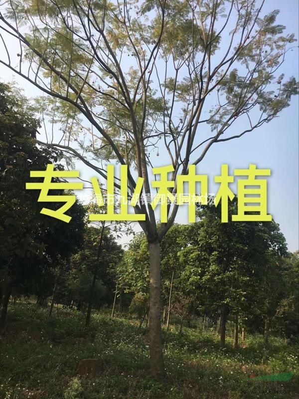 福建蓝花楹价格 福建蓝花楹基地 