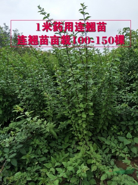 一年連翹苗產(chǎn)地批發(fā)+1年連翹苗今年價(jià)格+1年連翹苗！！