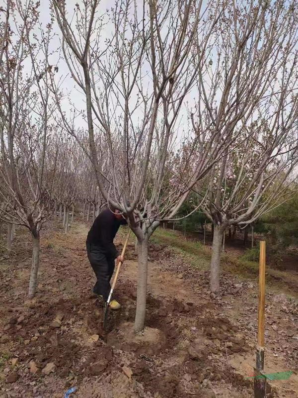 低價供湖南櫻花，櫻花苗價格，櫻花價格，3-20公分櫻花樹價格