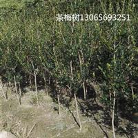 浙江茶梅樹|寧波茶梅樹價格便宜*新|柴橋茶梅樹基地批發(fā)