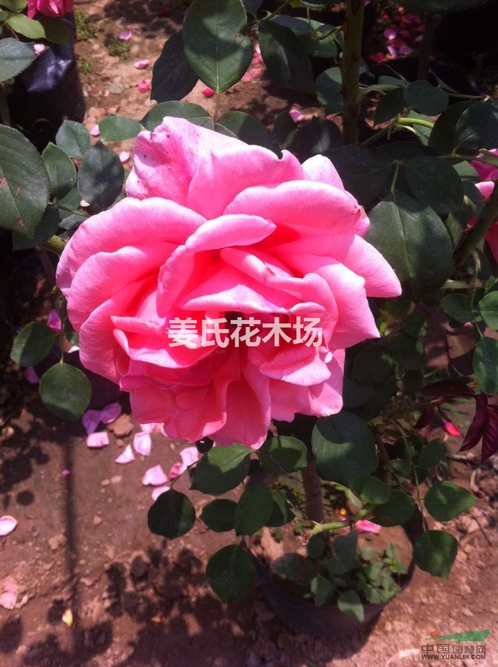 盆栽月季 樹樁月季 獨(dú)桿月季 薔薇苗 月季花苗 歐洲月季