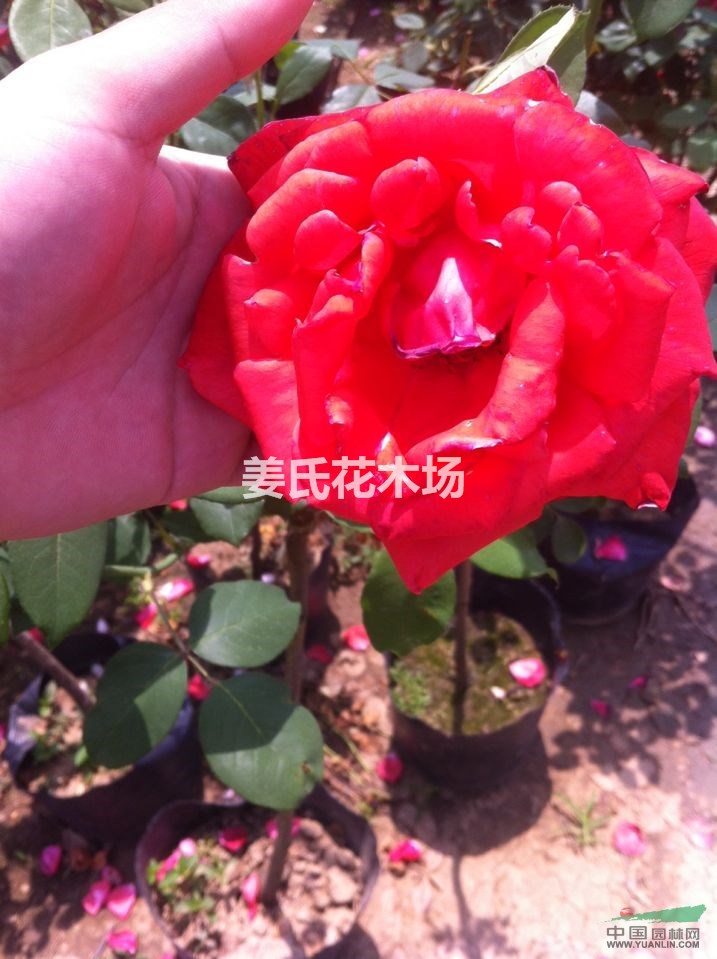 盆栽月季 樹樁月季 獨(dú)桿月季 薔薇苗 月季花苗 歐洲月季