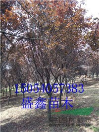 今年23公分皂角  基地