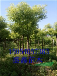 今年23公分皂角  基地