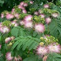 合歡樹種植苗圃在哪里