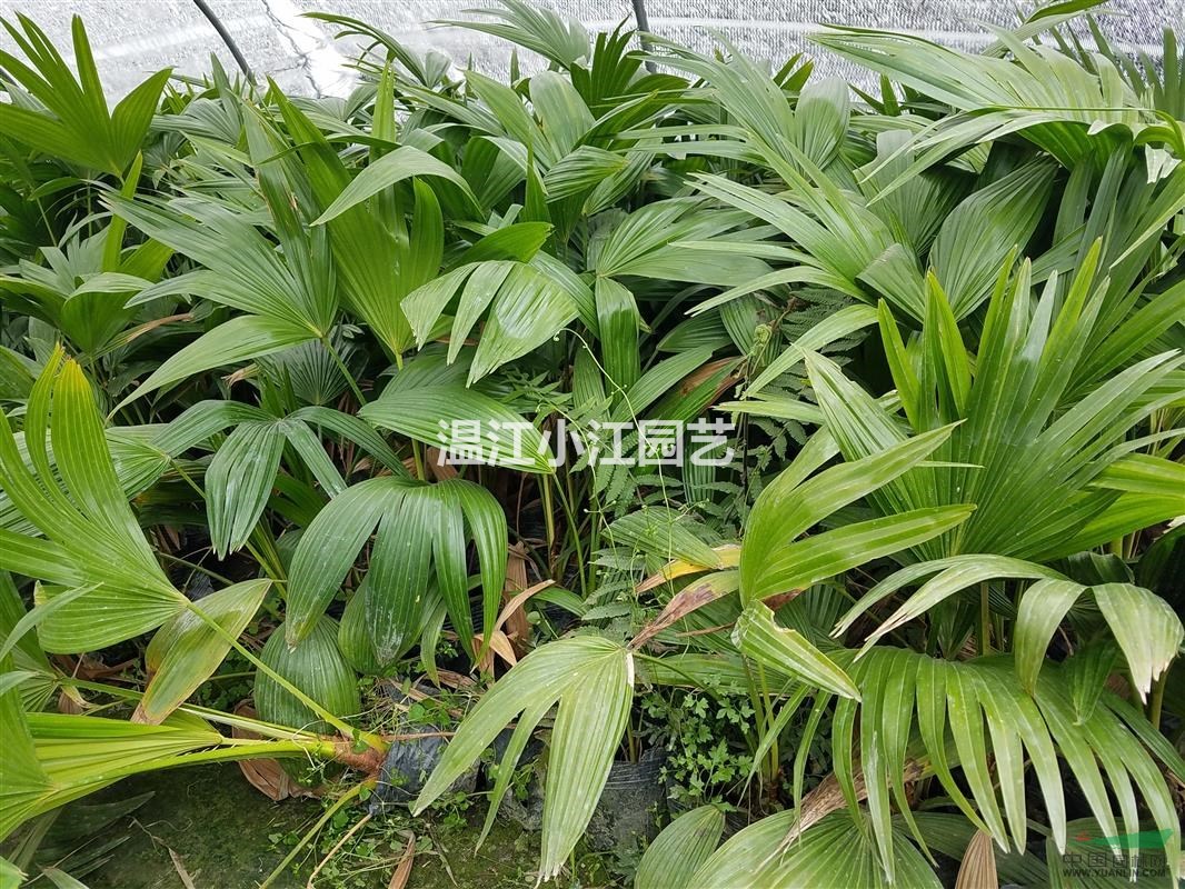 四川蒲葵批發(fā)價格 成都蒲葵小苗批發(fā)市場  溫江蒲葵杯苗價格