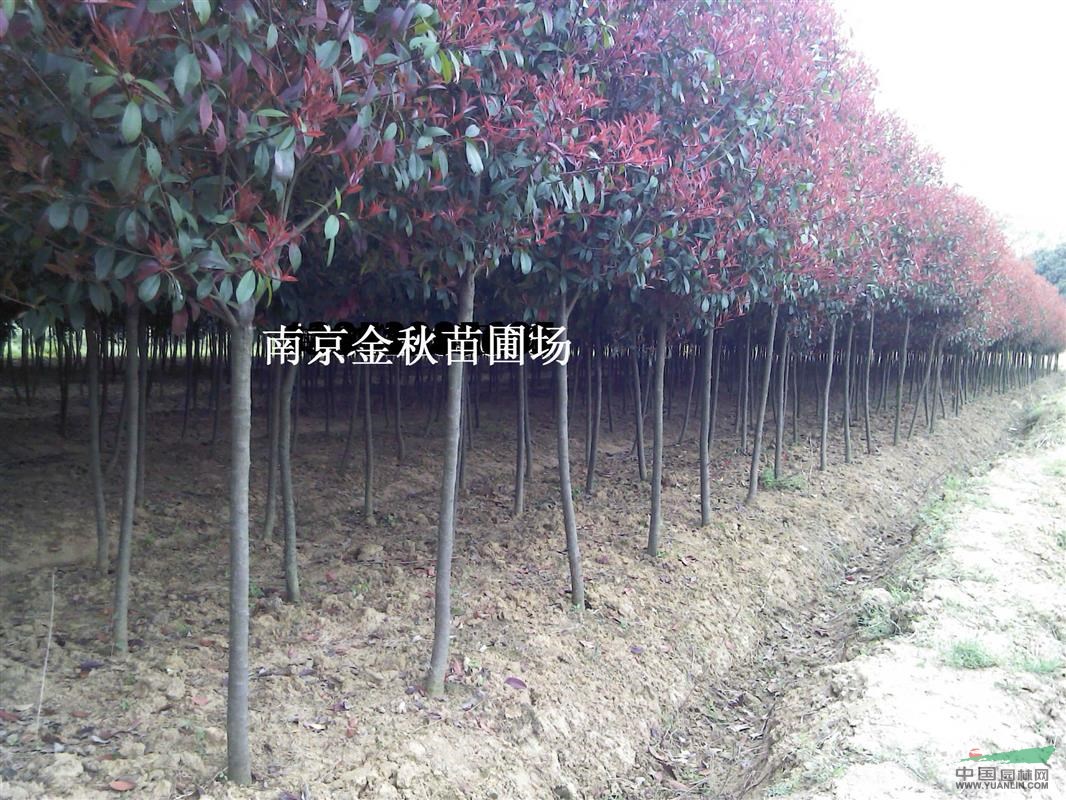 冠1.2米—1.5米紅葉石楠球價(jià)格多少