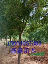 明年15公分法桐基地