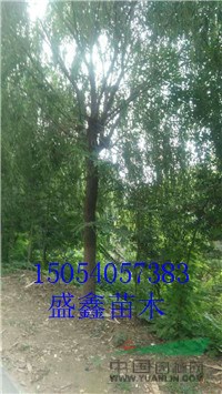 明年15公分法桐基地