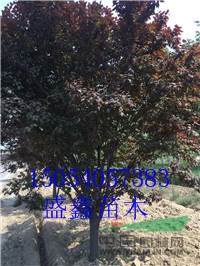 明年25公分西府海棠價(jià)格