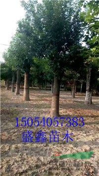 今年19公分紫葉李價(jià)格