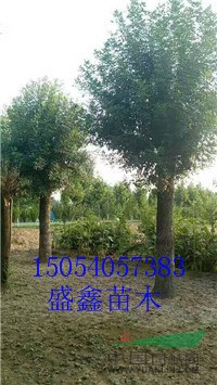 2017年29公分紫葉李價(jià)格