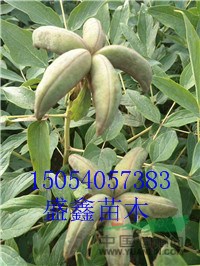 山東28公分泡桐價(jià)格便宜