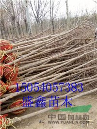 明年21公分榆樹價格