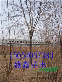 明年21公分榆樹價格