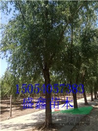 今年秋季7公分合歡基地