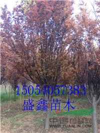 今年秋季7公分合歡基地