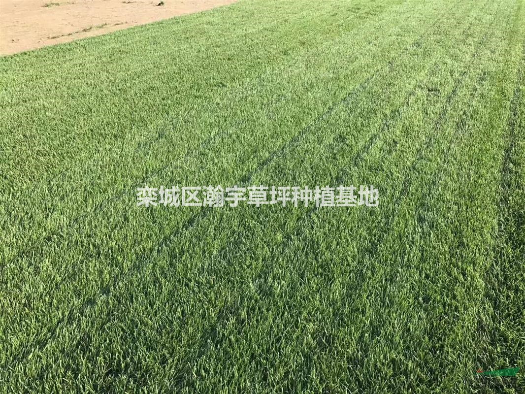 早熟禾草坪 冷季型草坪 高羊茅草坪
