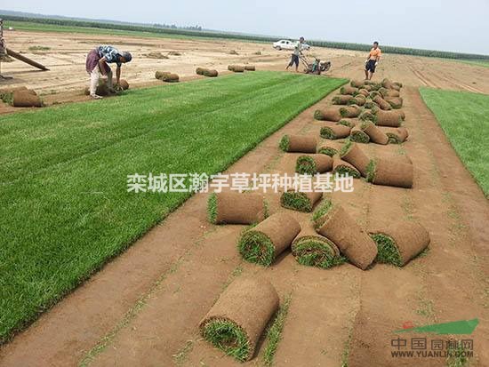 早熟禾草坪 冷季型草坪 高羊茅草坪