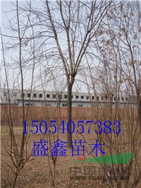 山東16公分金葉槐多少錢(qián)