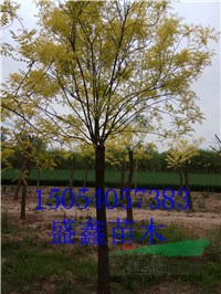 山東6公分榆樹價格