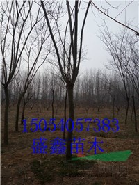 山東26公分櫻花價(jià)格便宜
